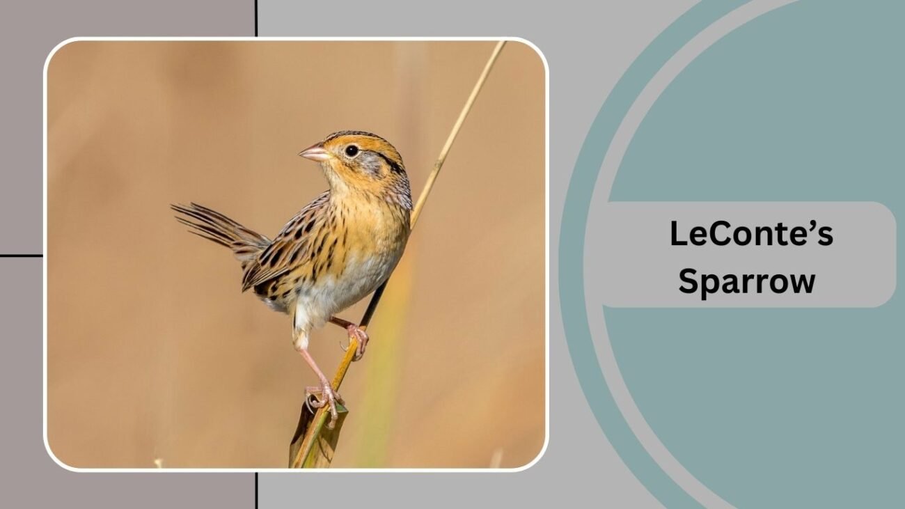  LeConte’s Sparrow