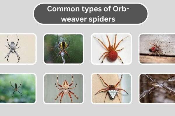 types of Orb-weaver spiders