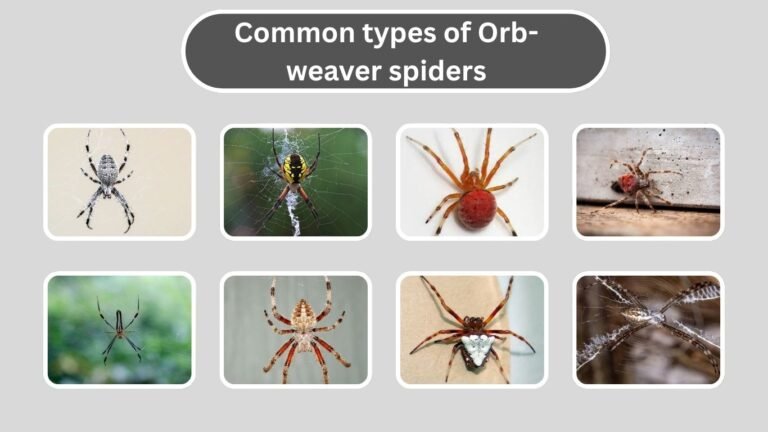 types of Orb-weaver spiders
