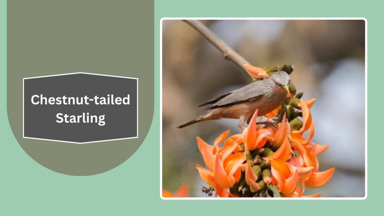 Chestnut-tailed Starling