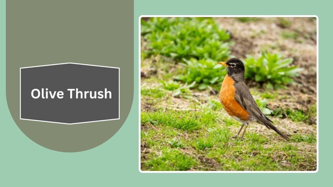 Olive Thrush