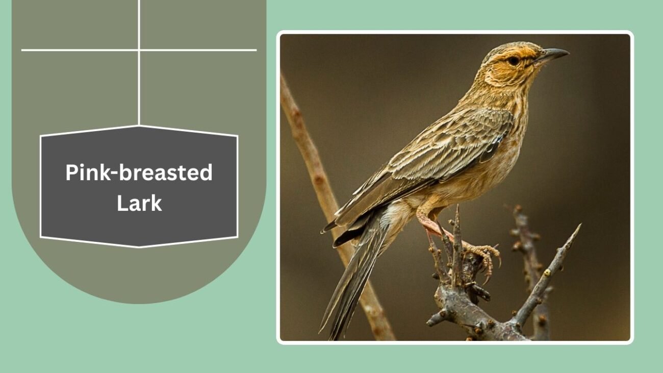 Pink-breasted Lark