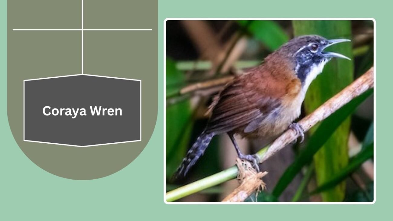 Coraya Wren