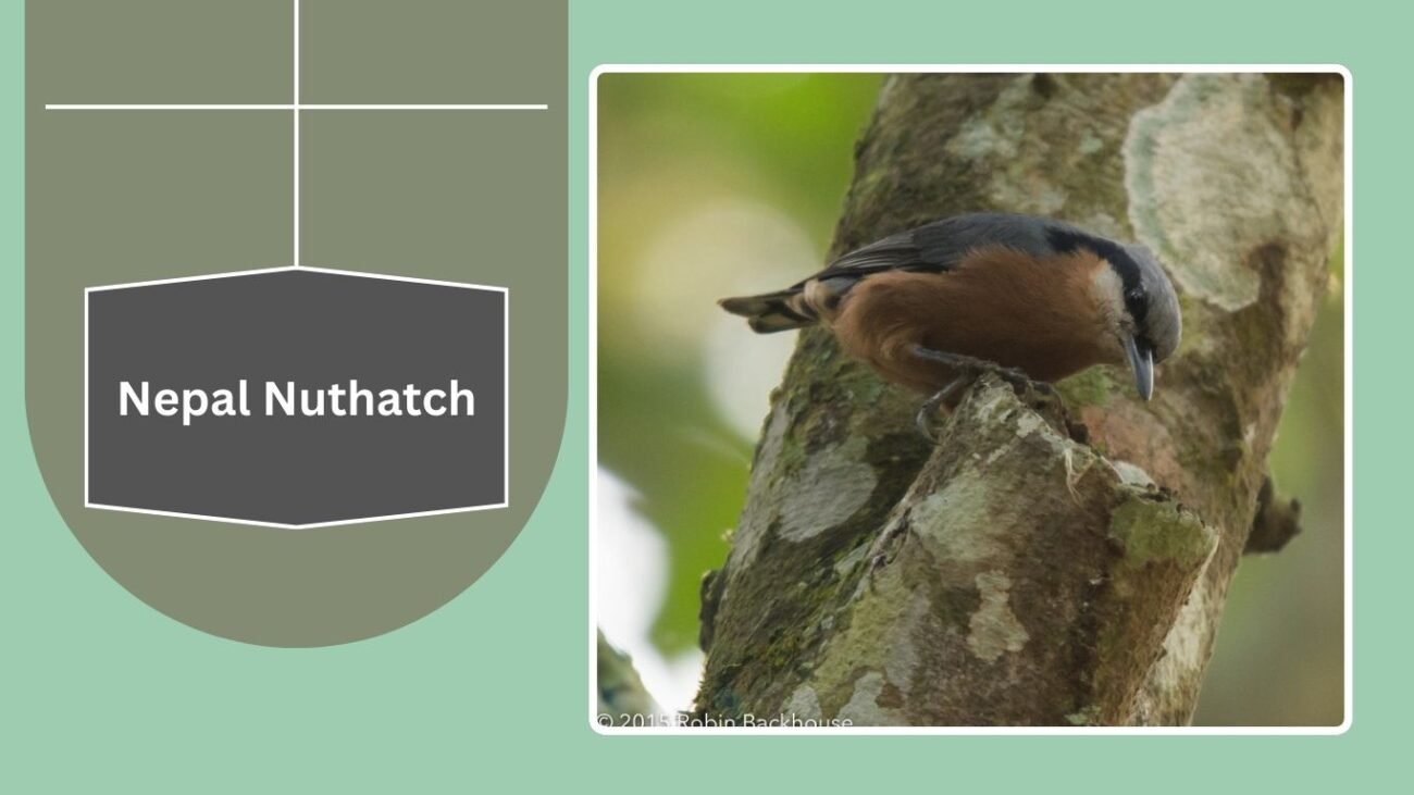 Nepal Nuthatch