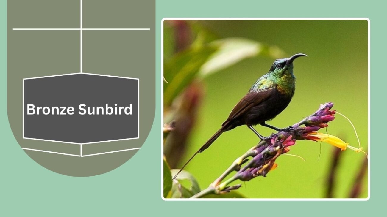 Bronze Sunbird