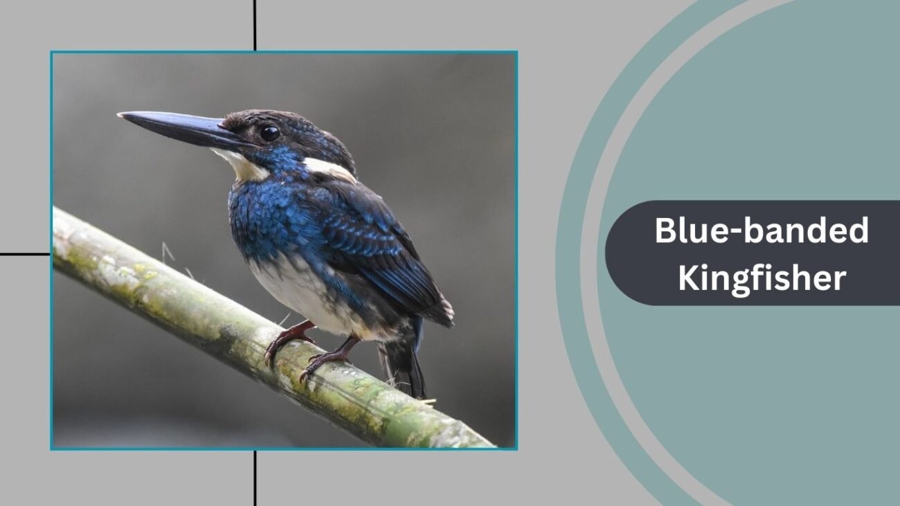 Blue-banded Kingfisher