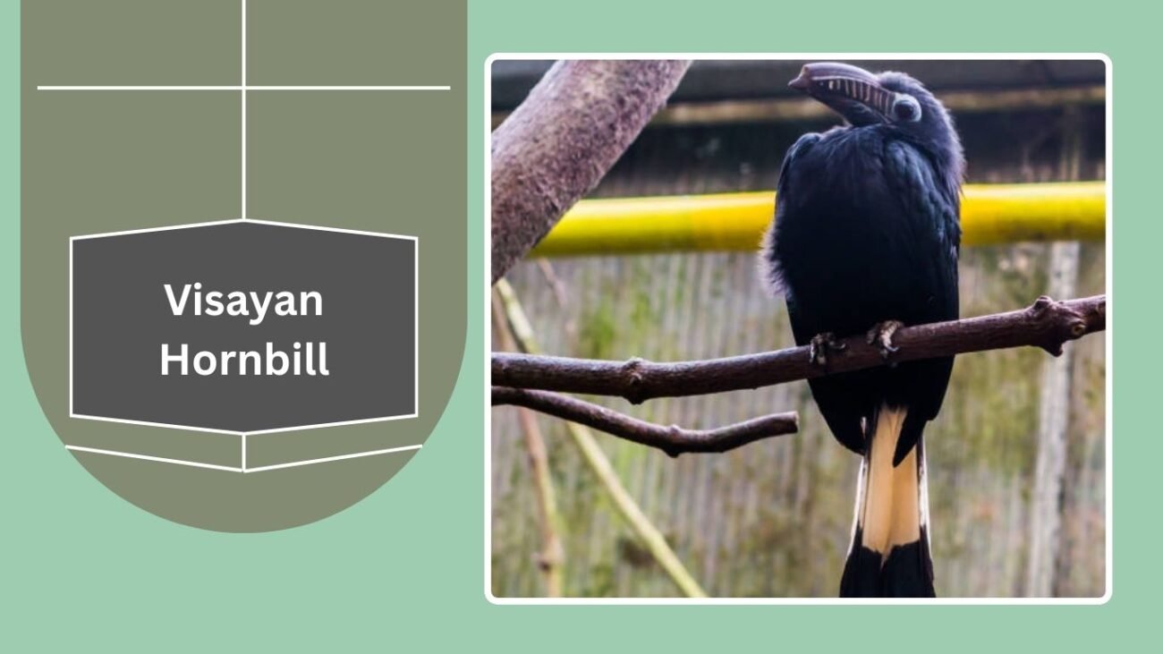 Visayan Hornbill