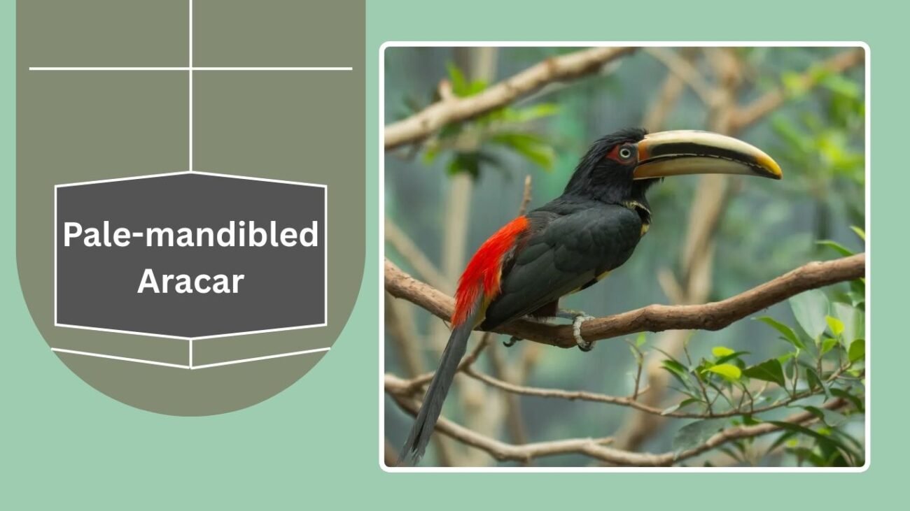 Pale-mandibled Aracari