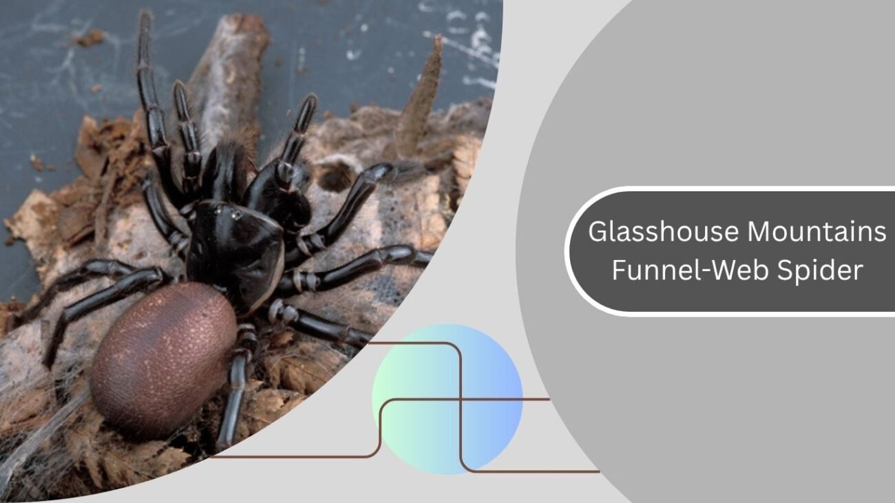 Glasshouse Mountains Funnel-Web Spider