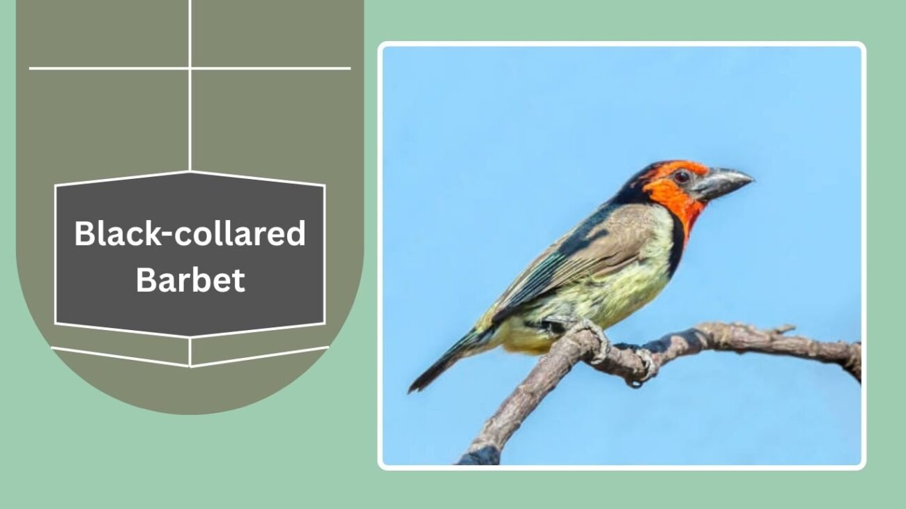 Black-collared Barbet