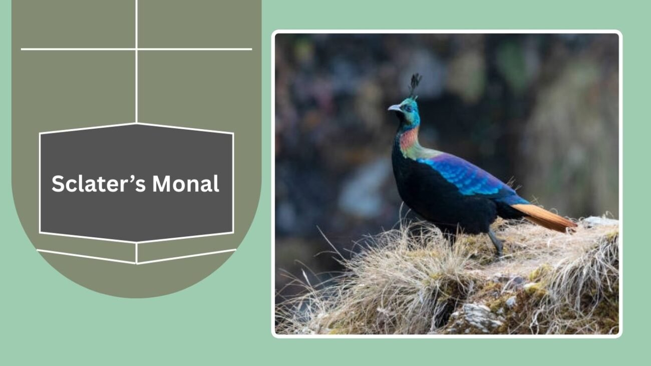 Sclater’s Monal