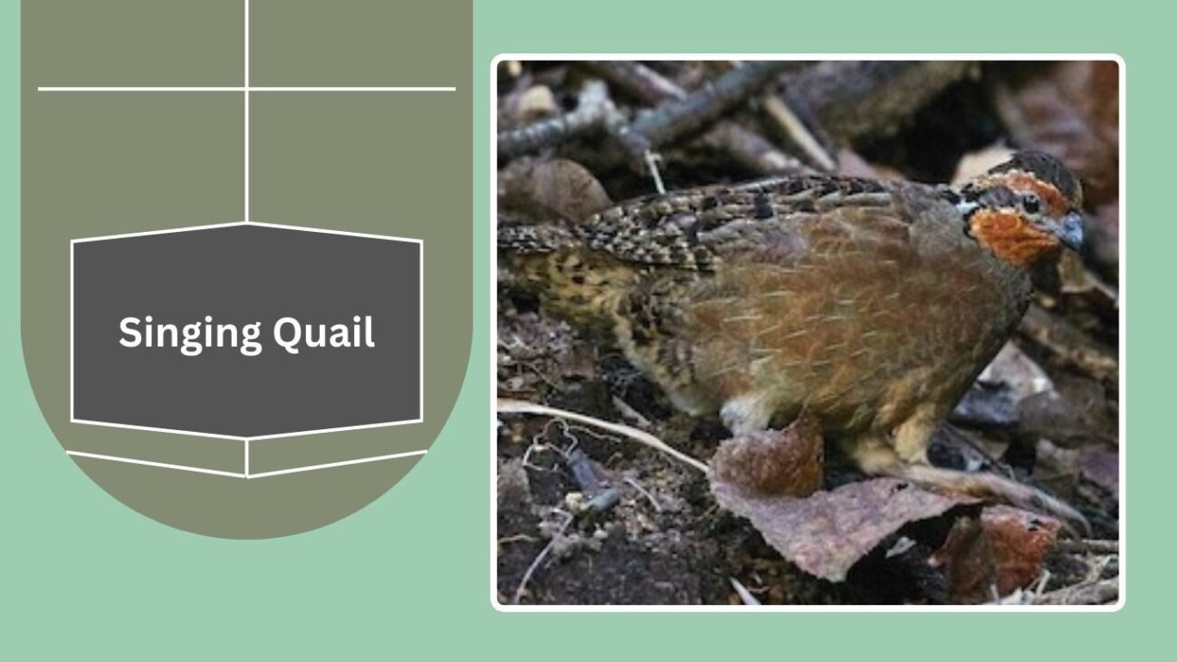 Singing Quail
