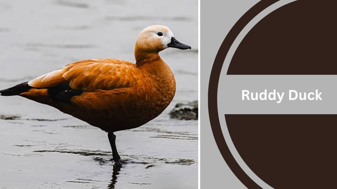 Ruddy Duck