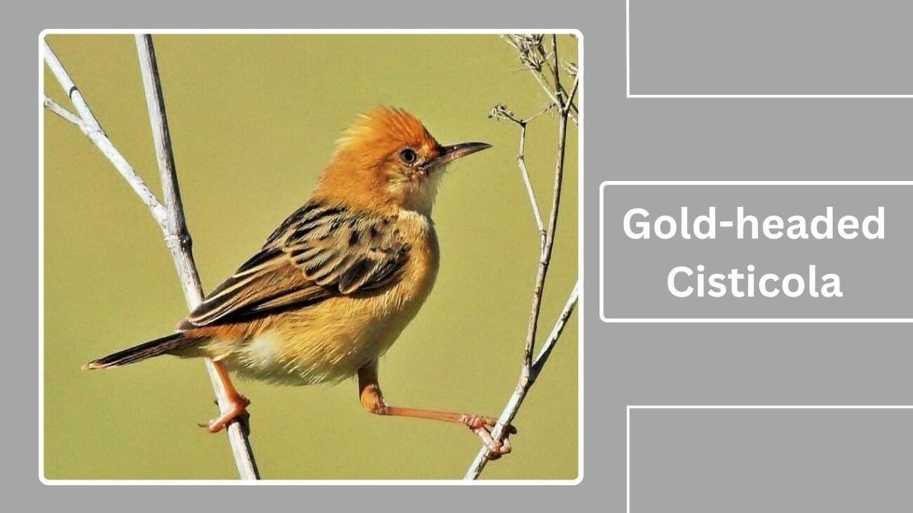 Gold-headed Cisticola