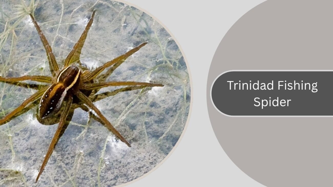 Trinidad Fishing Spider