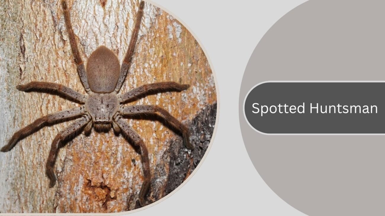 Spotted Huntsman