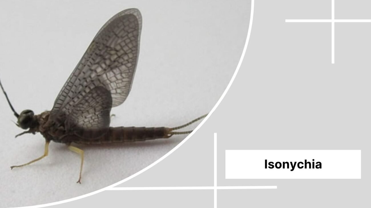 Isonychia 