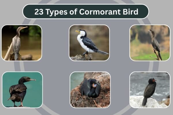23 Types of Cormorant Bird