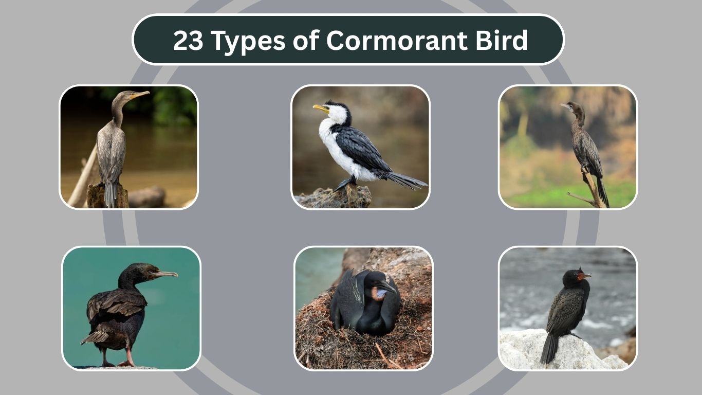 23 Types of Cormorant Bird
