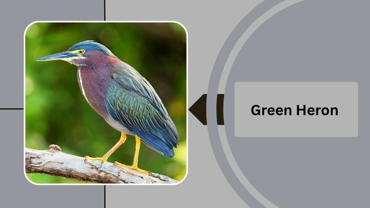 Green Heron