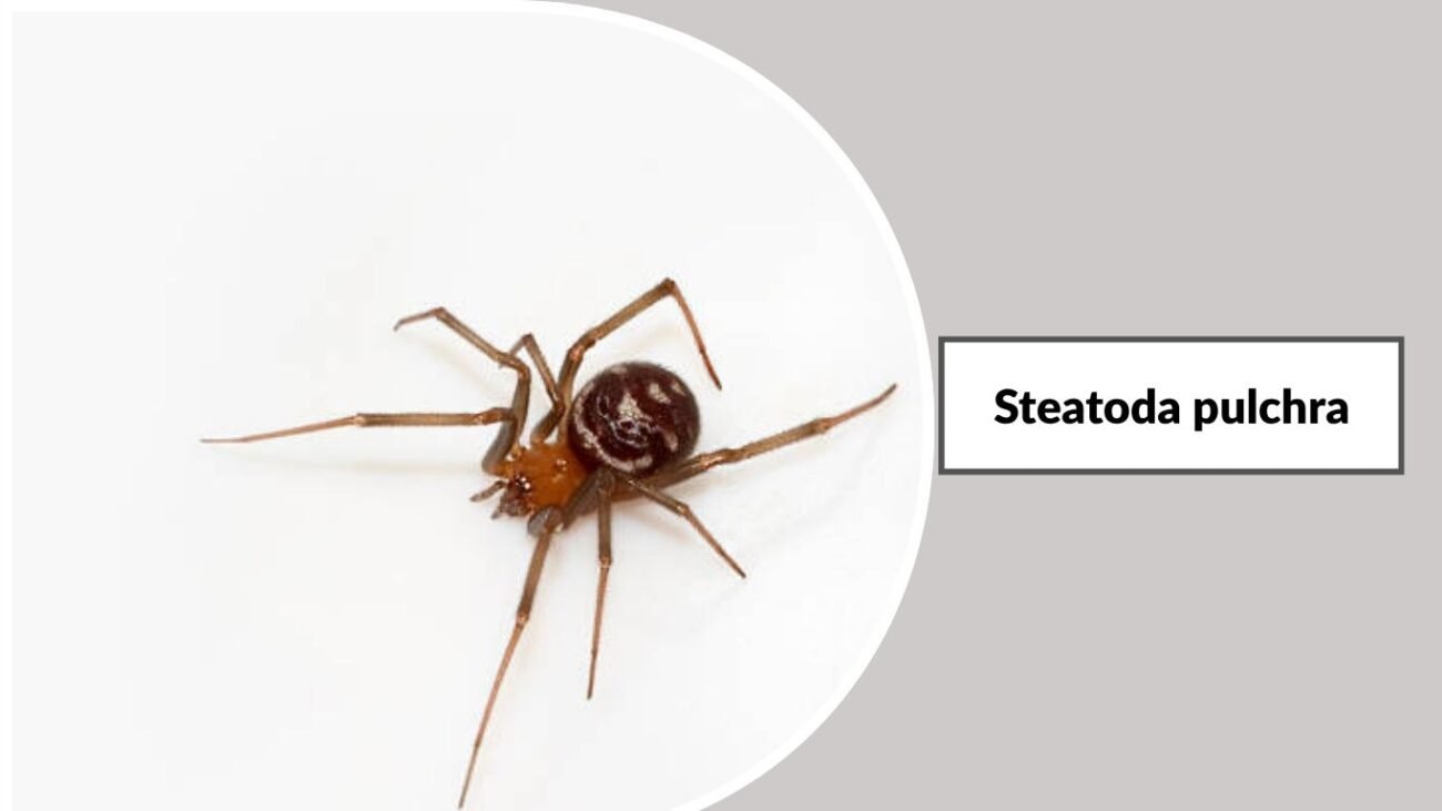 Steatoda pulchra