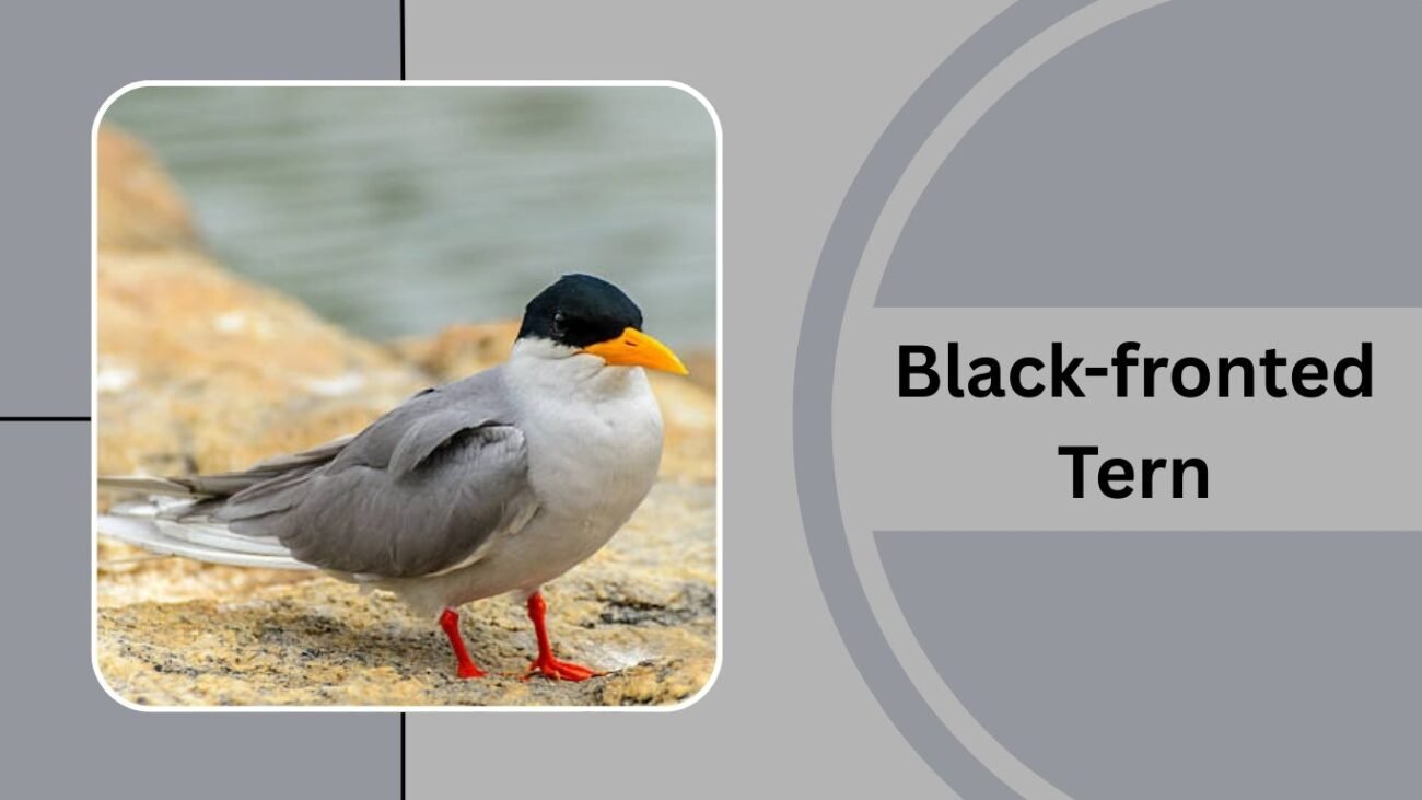 Black-fronted Tern