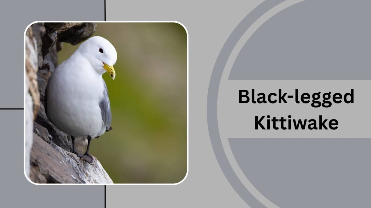 Black-legged Kittiwake