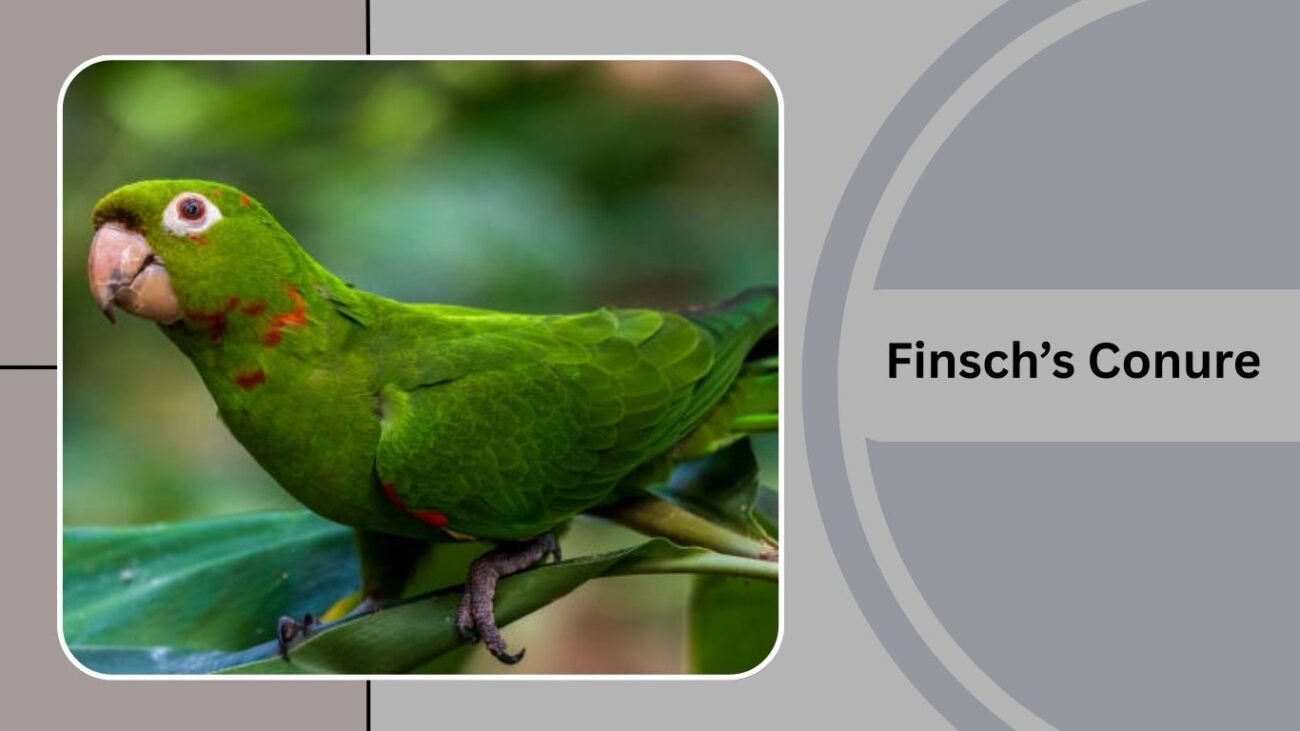 Finsch’s Conure