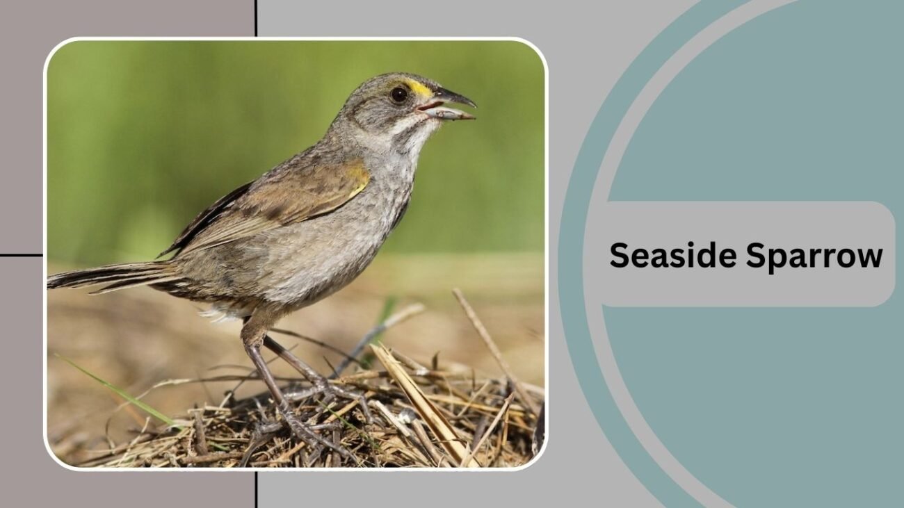 Seaside Sparrow