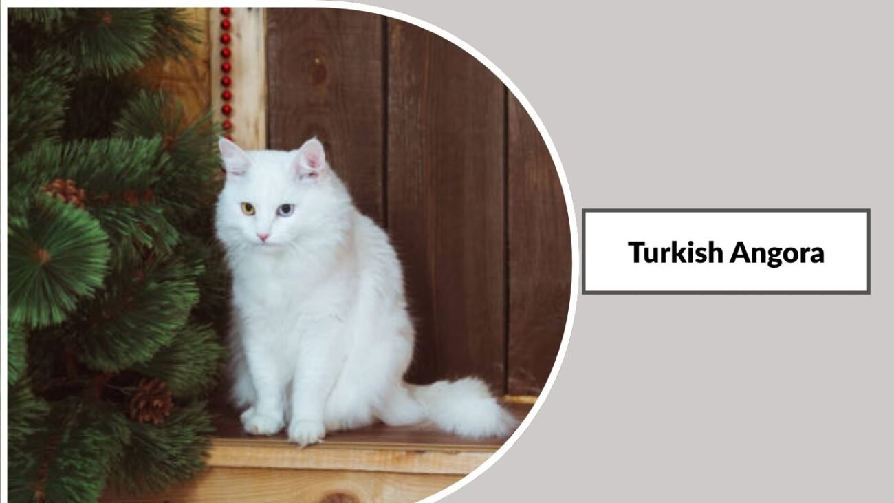 Turkish Angora