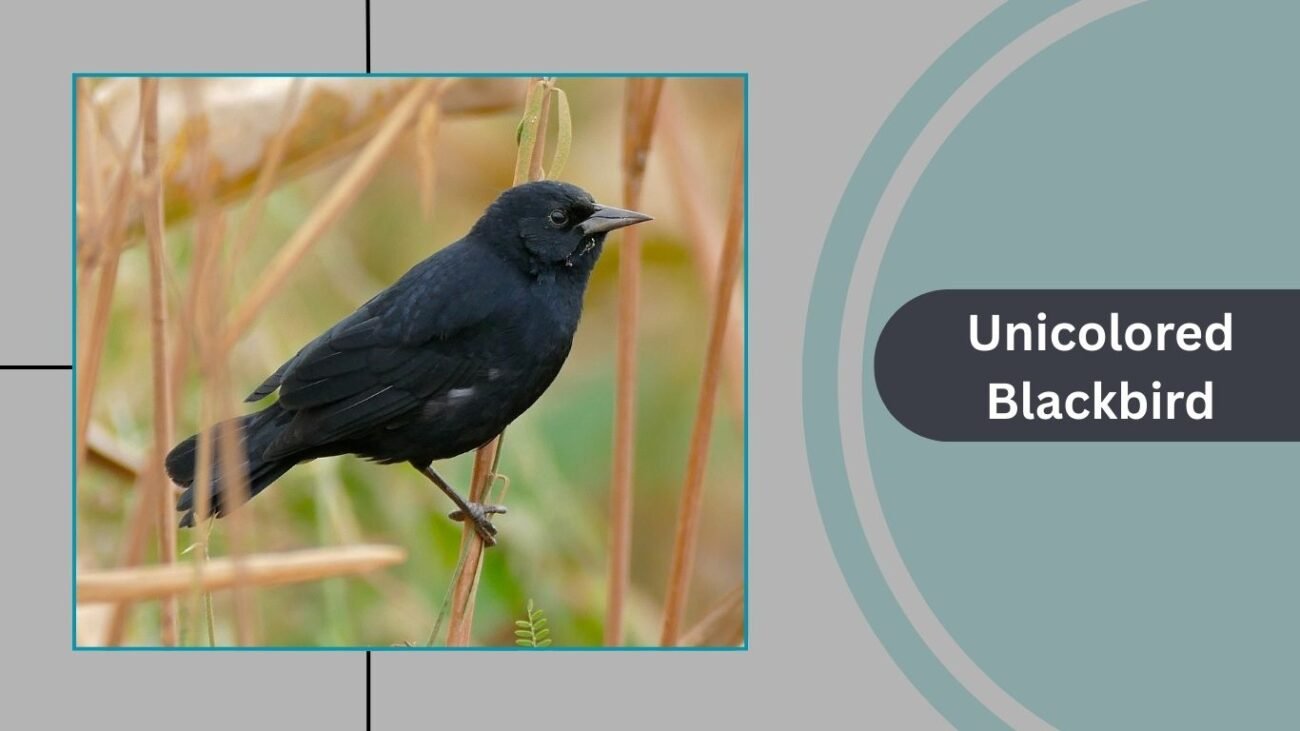 Unicolored Blackbird