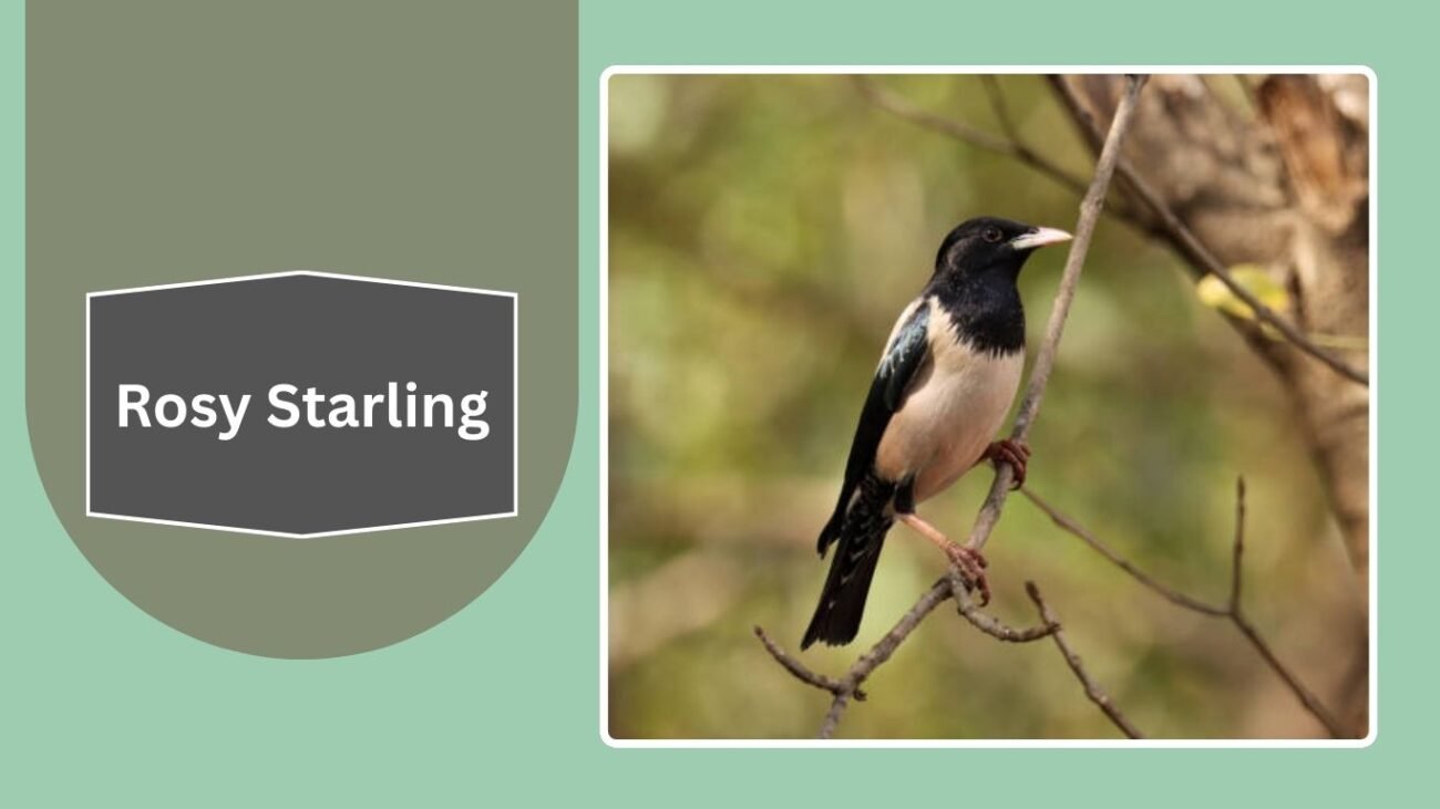 Rosy Starling