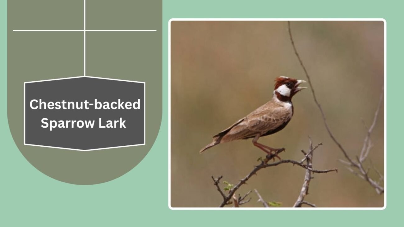 Chestnut-backed Sparrow Lark