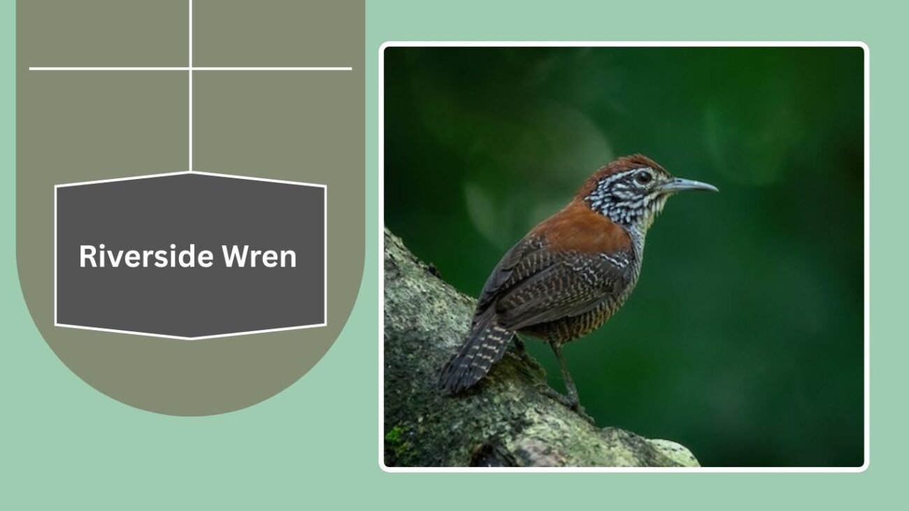 Riverside Wren