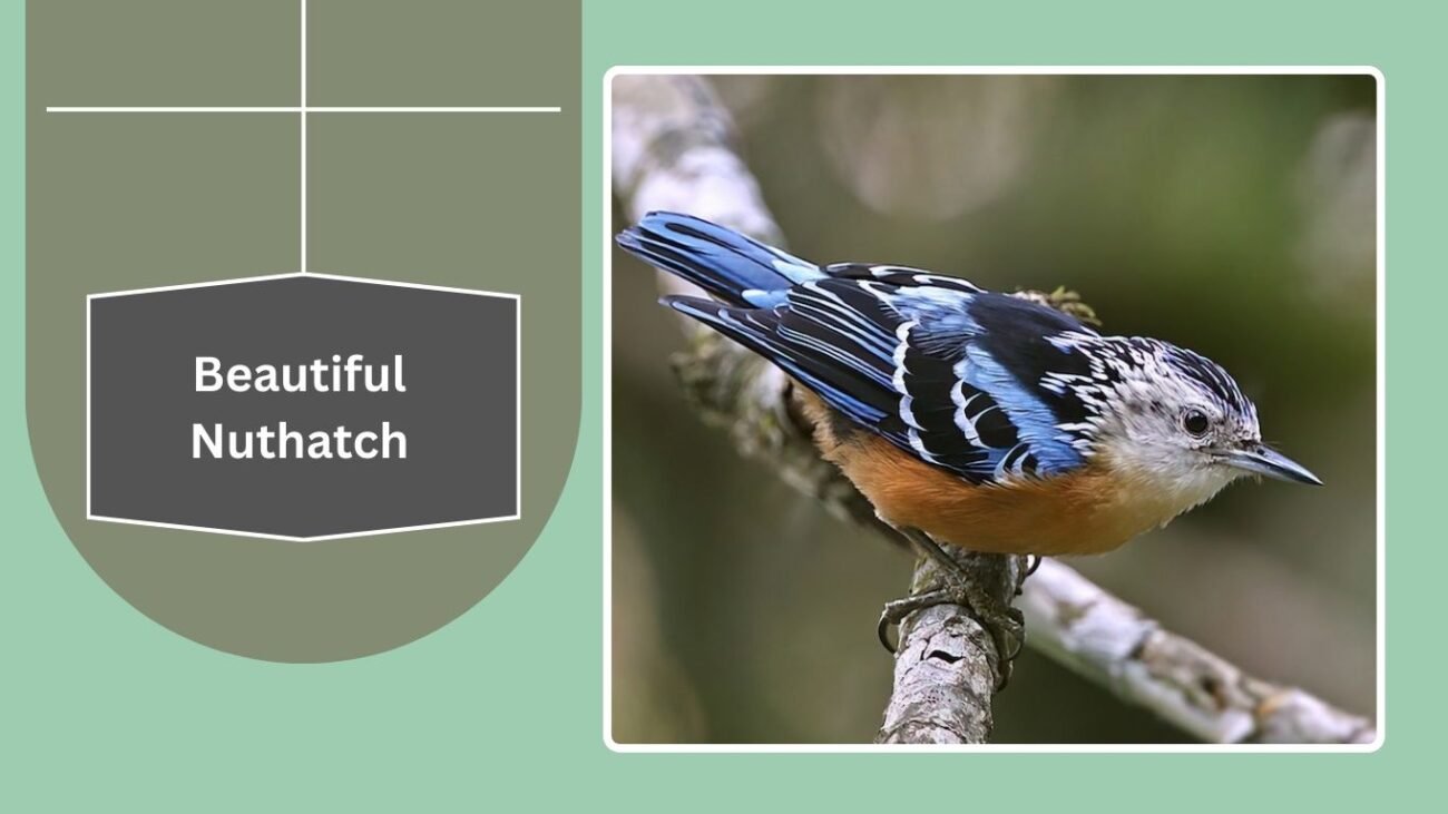 Beautiful Nuthatch