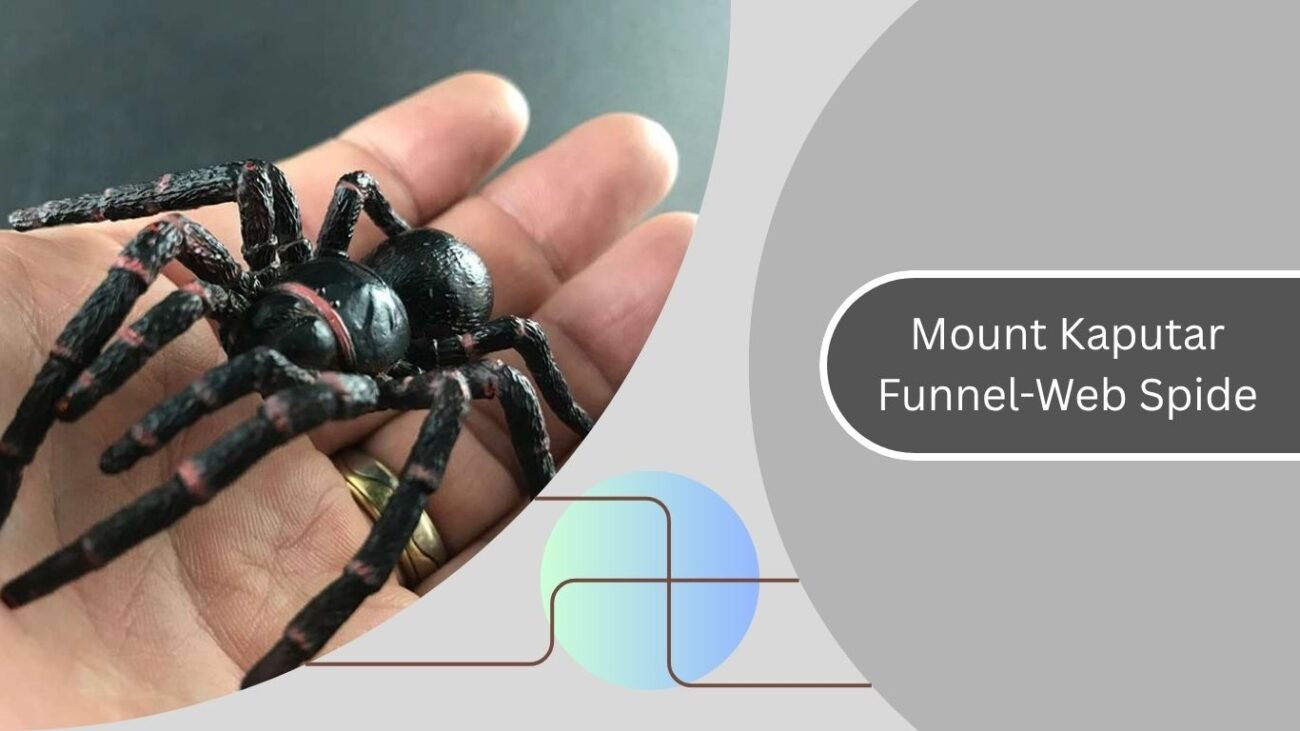Mount Kaputar Funnel-Web Spider