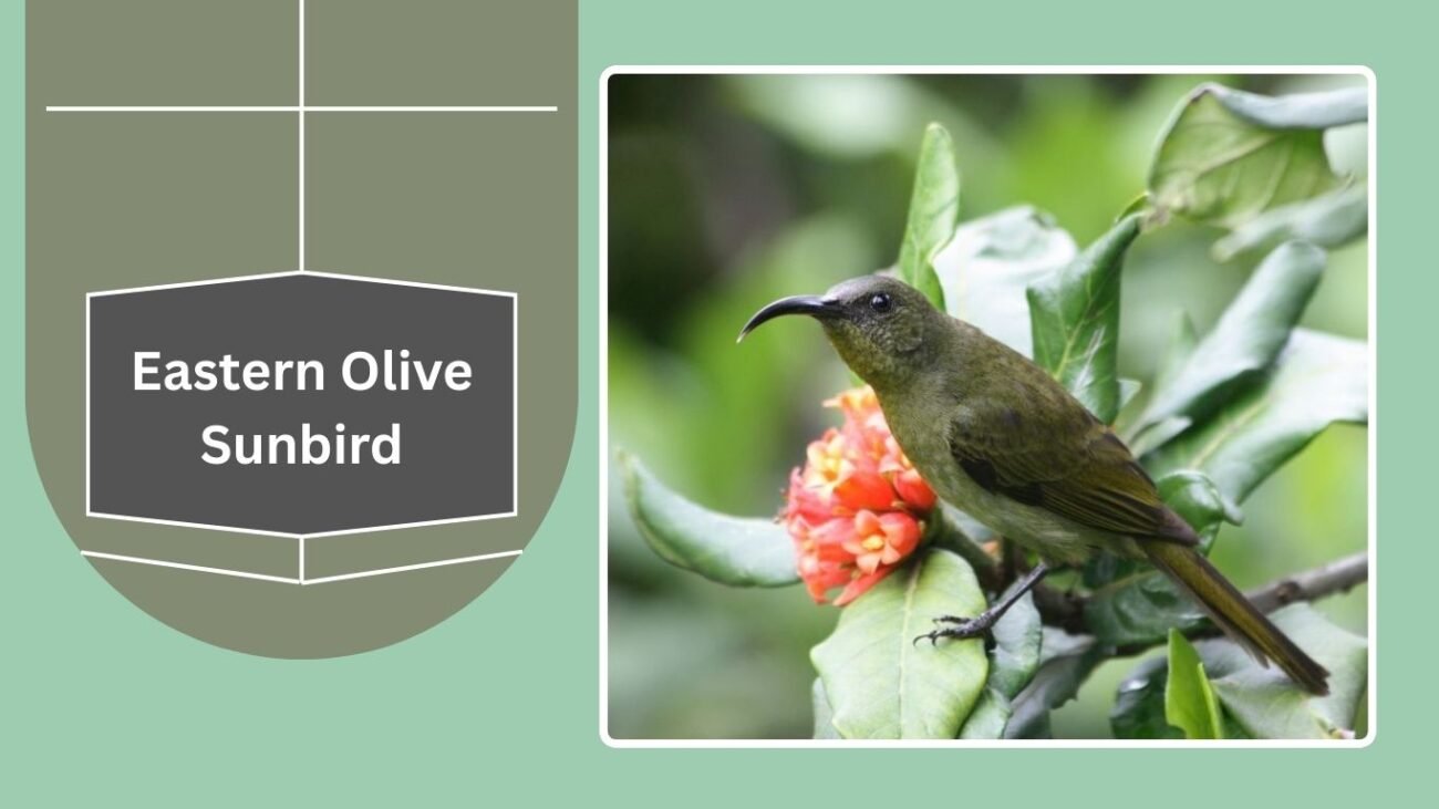 Eastern Olive Sunbird