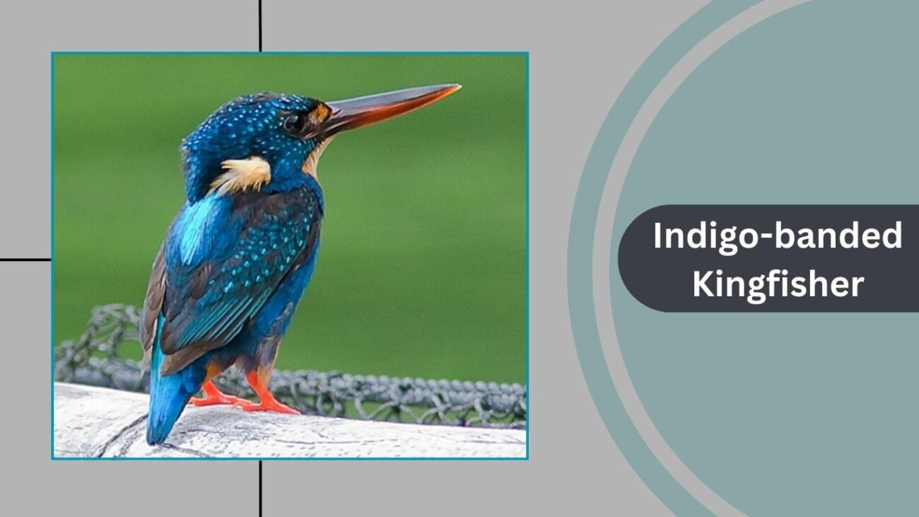 Indigo-banded Kingfisher