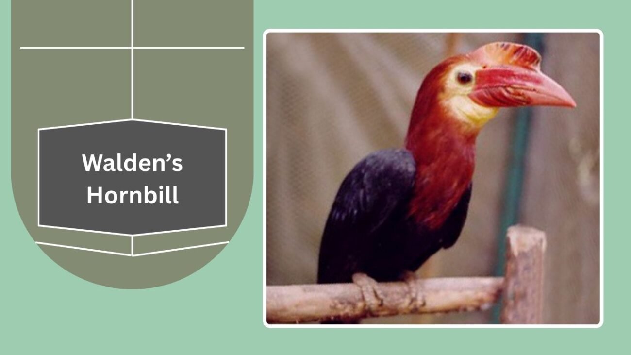 Walden’s Hornbill