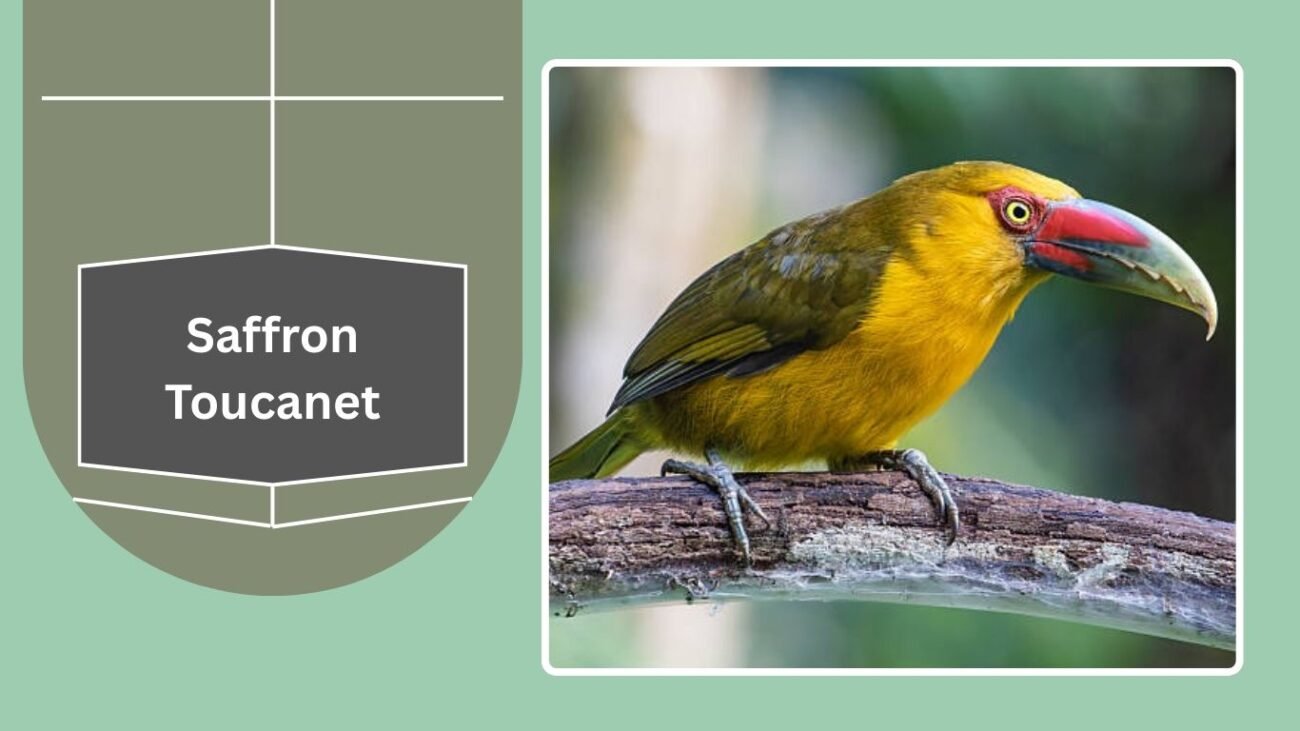 Saffron Toucanet
