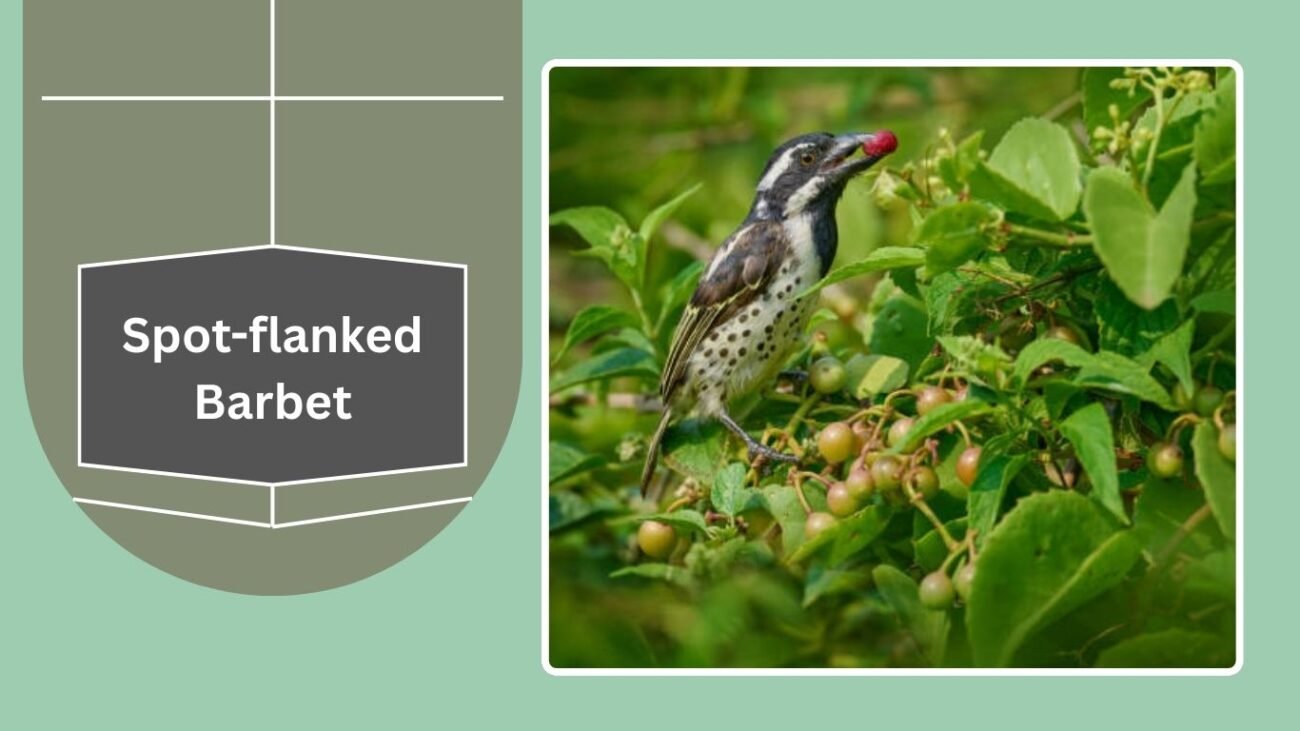 Spot-flanked Barbet