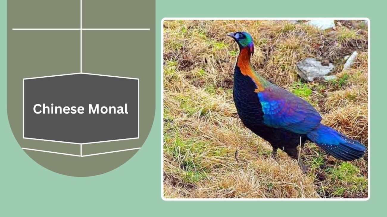Chinese Monal