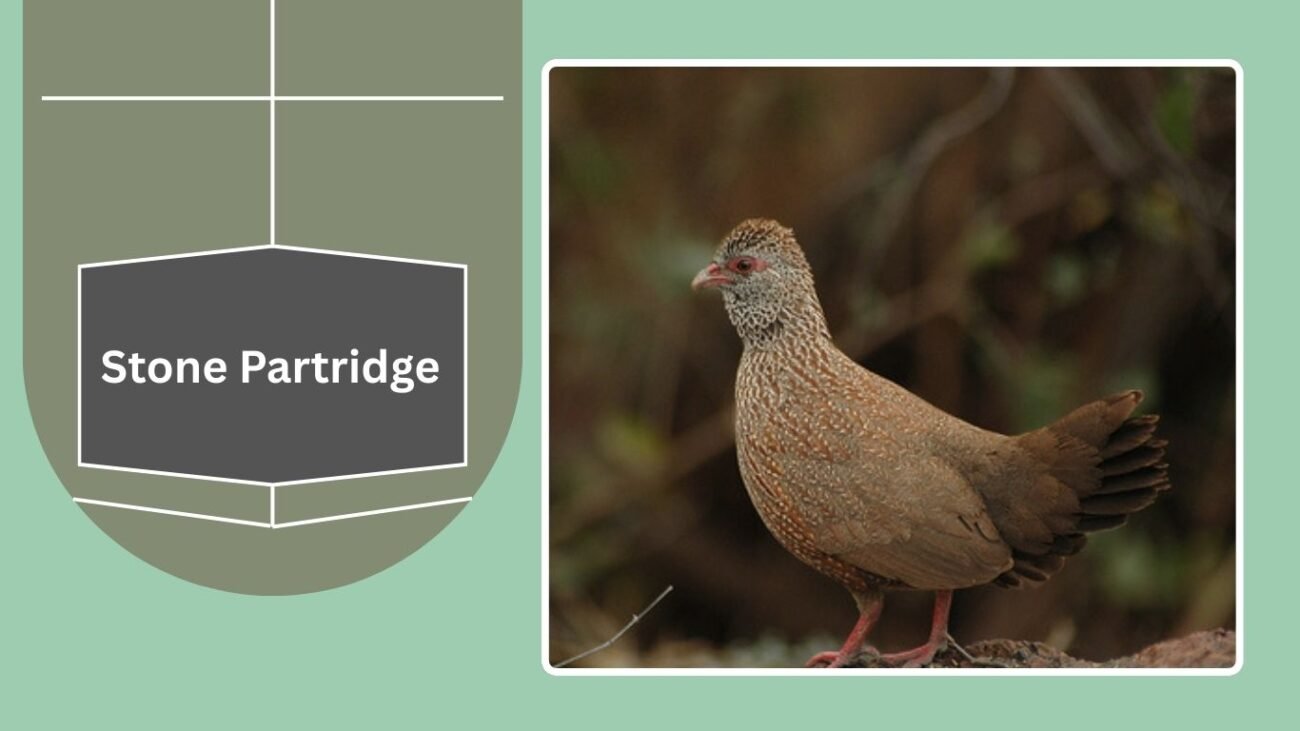 Stone Partridge (often grouped with Quails)