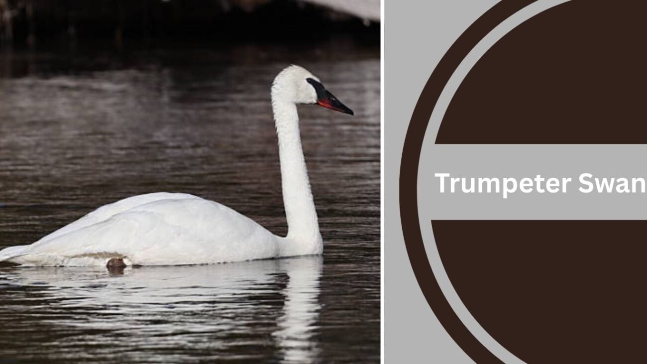 Trumpeter Swan