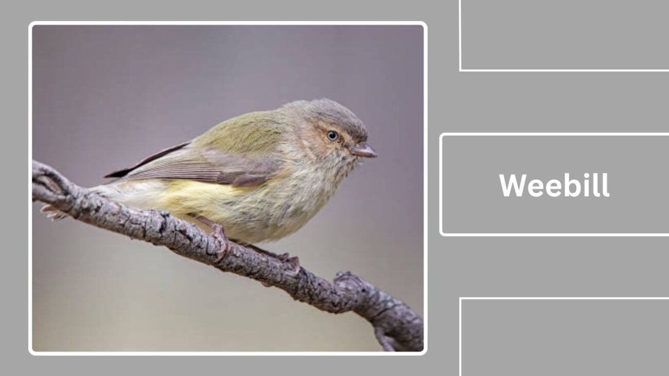 Weebill