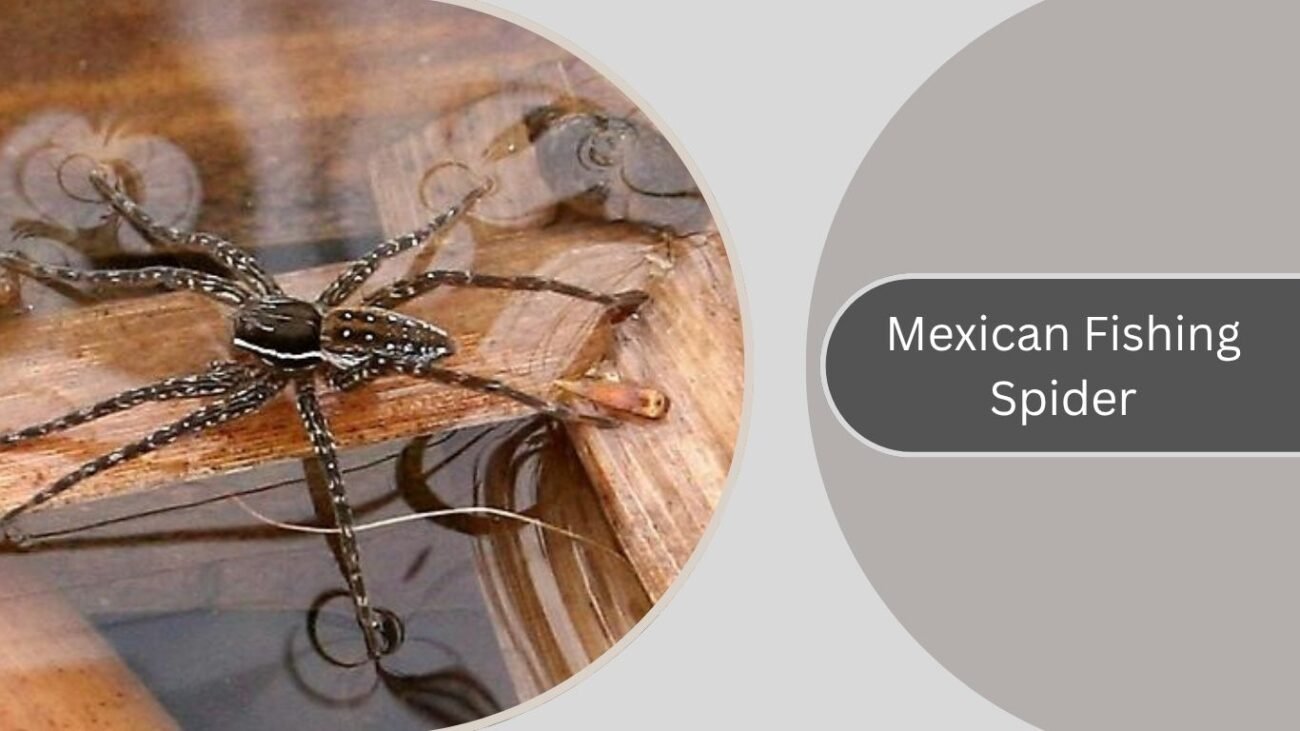 Mexican Fishing Spider