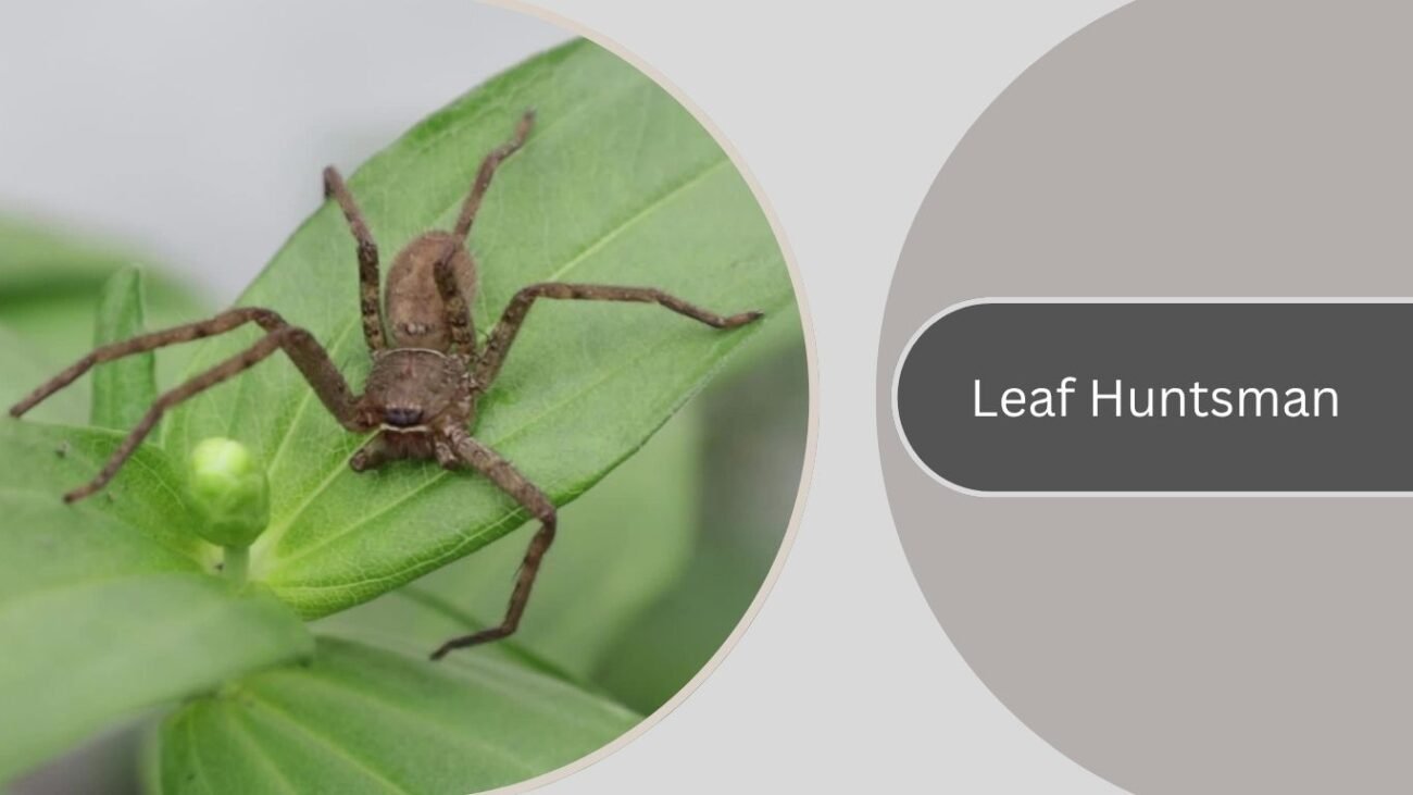 Leaf Huntsman