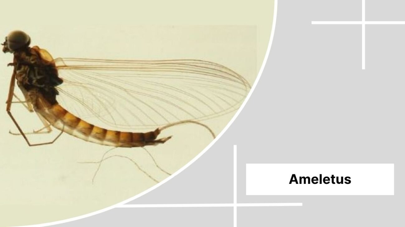Ameletus
