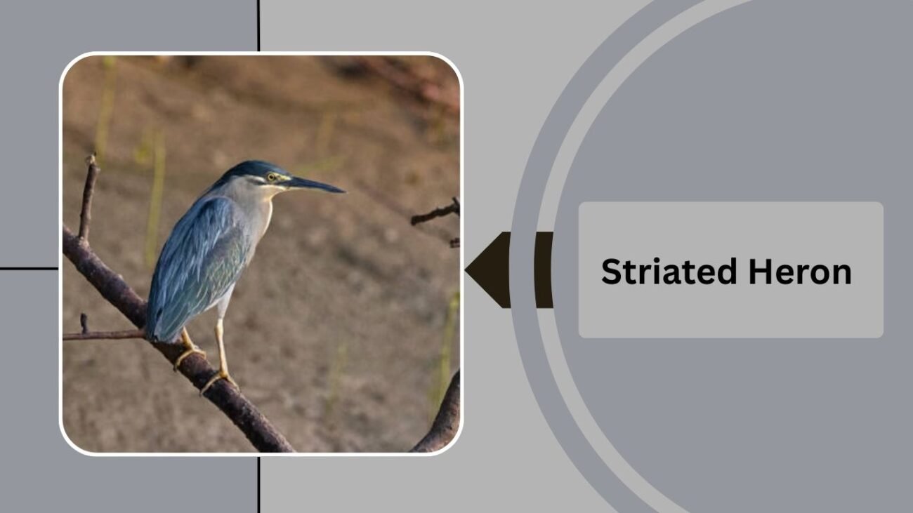  Striated Heron