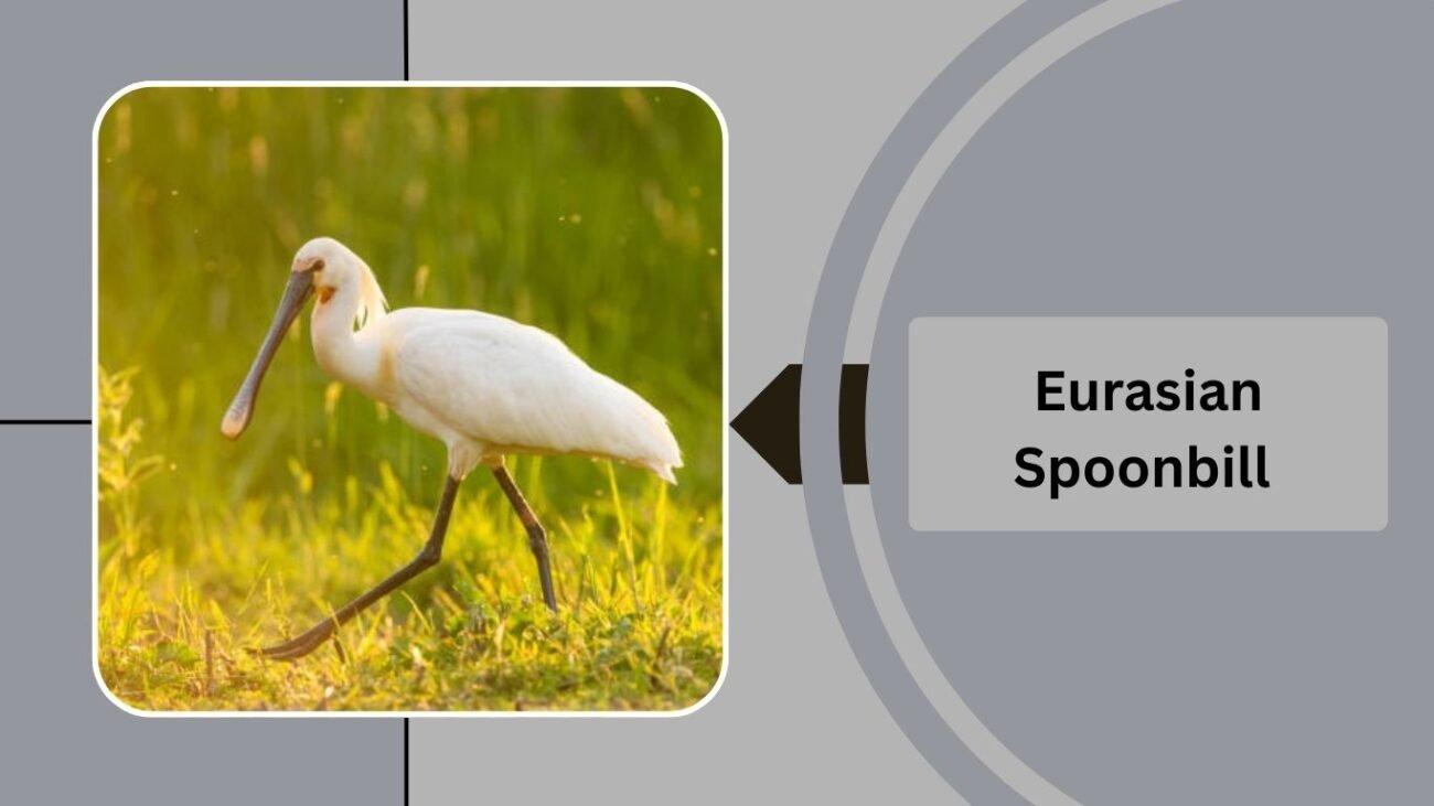 Eurasian Spoonbill 